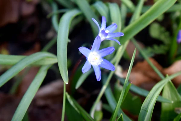 Scilla Çiçeklerini Kapatın Arka Planı Bulanık Ngiltere Güzel Bahar Çiçekleri — Stok fotoğraf