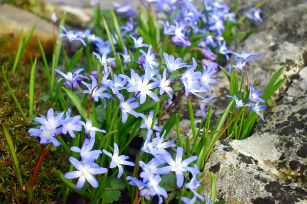 Beautiful Scilla Siberica Flowers Green Leaves Garden Spring Flowers — Stock Photo, Image