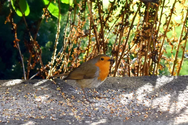 Europejski Robin Erithacus Rubecula Stojący Podłodze Nasionami Ziemi Patrzący Kamerę — Zdjęcie stockowe