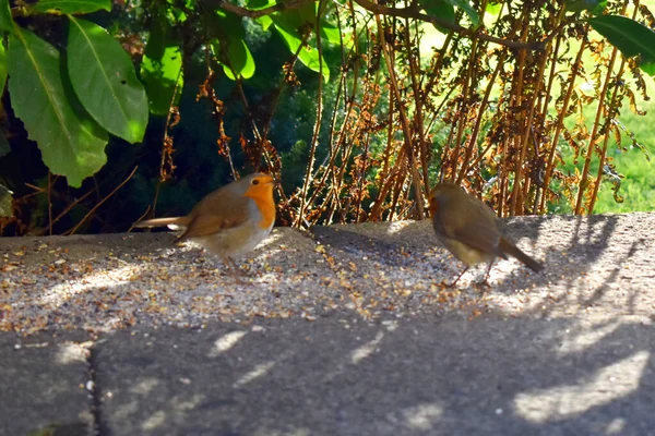 Par Robin Europeu Erithacus Rubecula Comendo Sementes Chão Vida Selvagem — Fotografia de Stock