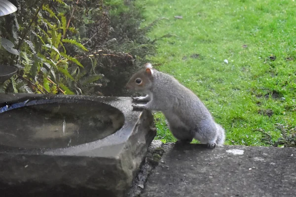 Gray Squirrel Climbing Birdbath Garden Green Grasses Background — Stock Photo, Image