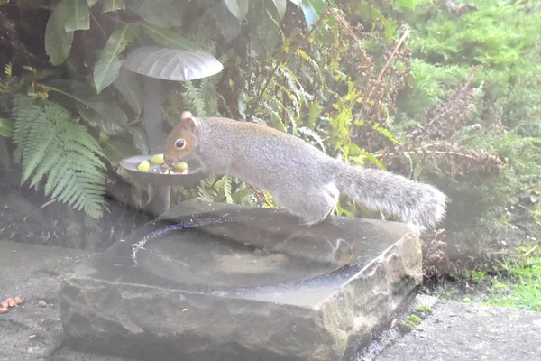 Eastern Gray Squirrel Stand Birdbath Looking Food Bird Feeder Garden — Stock Photo, Image