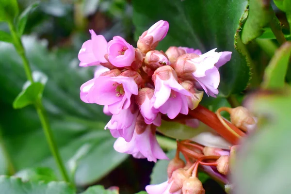 Concentration Sélective Inflorescence Bourgeons Floraux Rose Bergenia Avec Des Feuilles — Photo