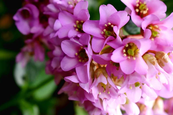 Цветы Pink Bergenia Размытым Фоном Цветы Весеннем Саду Великобритании — стоковое фото