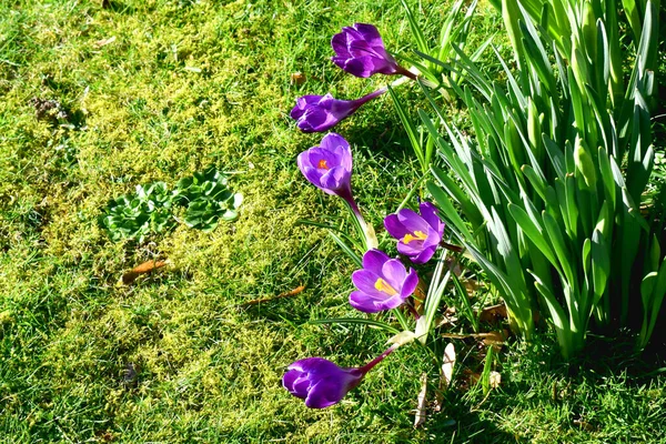 春の庭の緑の草に咲く紫色の花のトップビュー — ストック写真