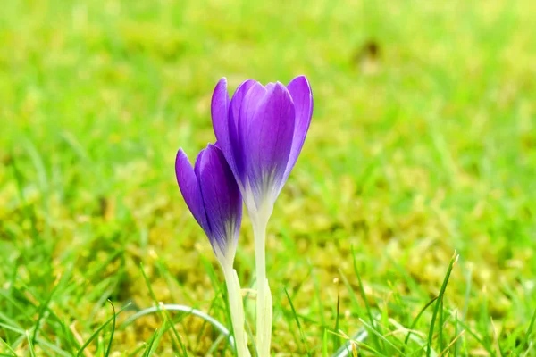 緑の草の上に紫色のCrocusの花の芽が背景をぼかした — ストック写真