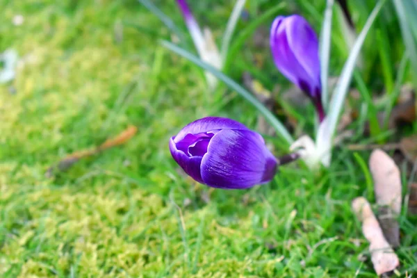 緑の草の背景に紫色のクロッカスの花芽に群生します 英国の庭で成長する春の花 — ストック写真