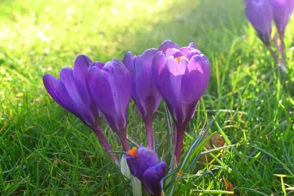Красивый Фиолетовый Крокус Цветы Цветут Солнечным Светом Утром Зеленых Трав — стоковое фото