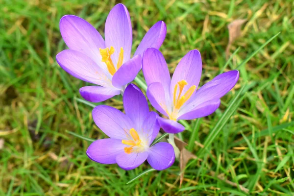 緑の草がぼんやりとした紫色の花のトップビュー — ストック写真