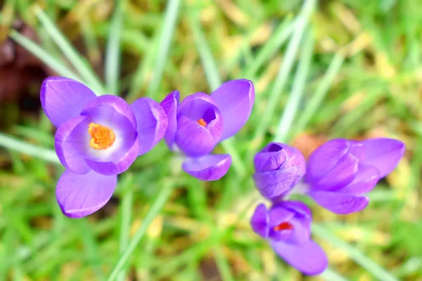 緑の草に咲く紫色の花の上から見た背景がぼやけています 春に美しく咲く花々 — ストック写真