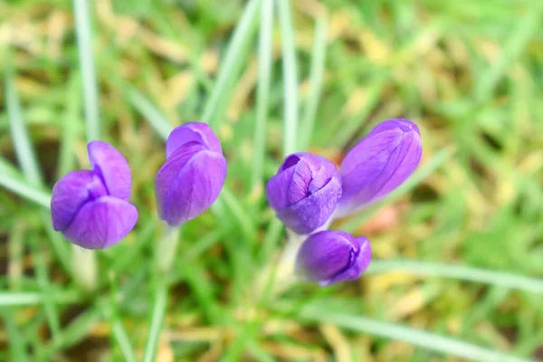 緑色の葉の上から紫色の塊茎の花芽から見える背景がぼやけています 英国の庭で成長する春の花 — ストック写真