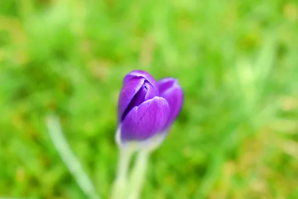 緑の草の自然がぼやけている紫色のクロッカスの花の芽のクローズアップ背景 — ストック写真