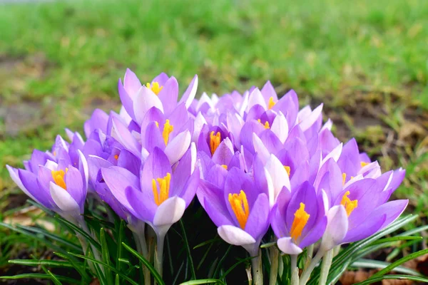 春の庭に咲くクロッカスの花のグループ — ストック写真