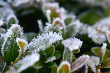 Buz kristalinin yakın plan donmuş örtüsü kış mevsiminde sabah yeşil yaprakların üzerinde.