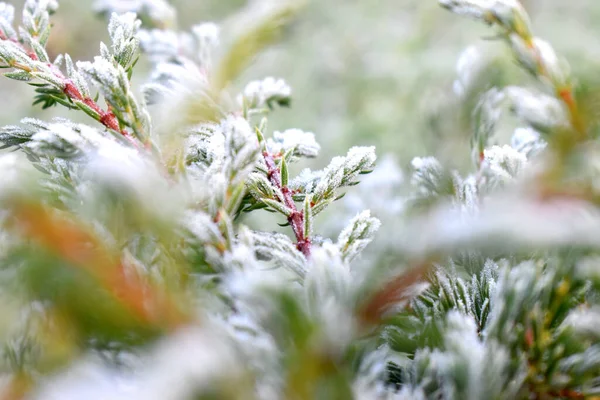 Selective focus of ice crystal on green leaves in morning light in winter season. Beautiful nature background.