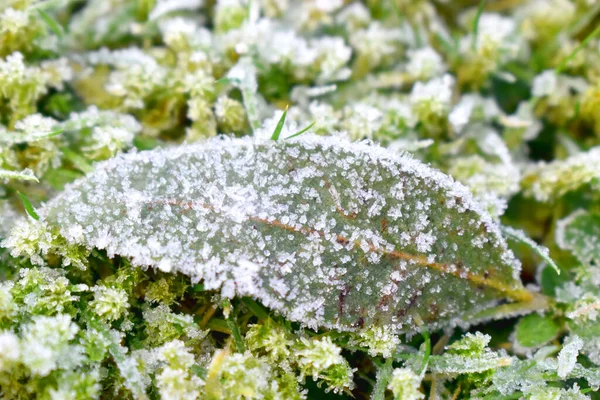 Nahaufnahme Von Eiskristall Gefrorenen Deckblatt Auf Grünen Gräsern Mit Morgenlicht — Stockfoto