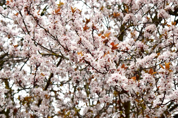 Quadro Cheio Belas Flores Cerejeira Florescendo Primavera Foco Suave Fundo — Fotografia de Stock