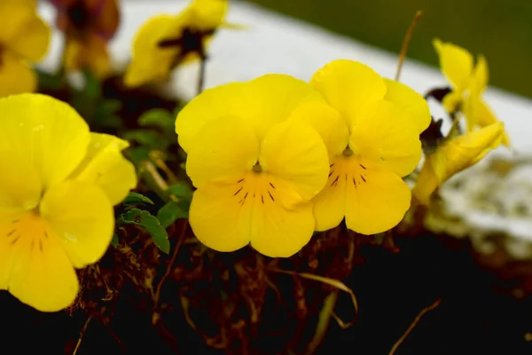 Beautiful Yellow Pansies Blooming Springtime Garden Natural Seasonal Spring Background — Stock Photo, Image