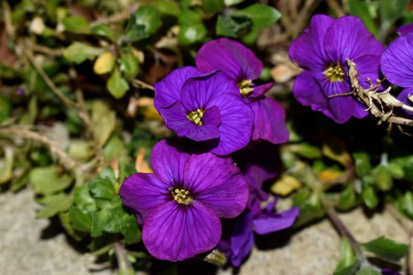 英国の春の庭に咲く美しい紫色のパンジーの花 天然の春の背景 — ストック写真