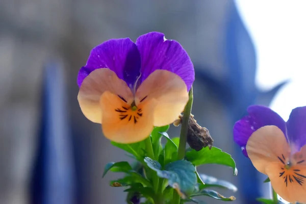 Close Violet Yellow Pansy Flowers Blurred Background Blooming Flowers Springtime — Stock Photo, Image