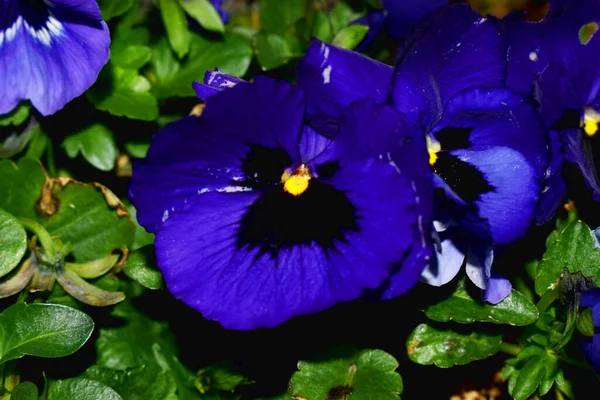 Primo Piano Fiori Blu Scuro Pansy Con Foglie Verdi Fiori — Foto Stock