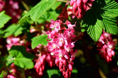 Kırmızı Ribes çiçekleri (kırmızı çiçekli frenk üzümü) ve yeşil yapraklı bulanık arka plan. Doğal mevsimlik bahar arkaplanı.