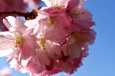 Yakın plan Pembe Kiraz Çiçeği İngiltere 'de bahar mevsiminde mavi gökyüzü arka planında çiçek açıyor. Doğal mevsimlik bahar arkaplanı.