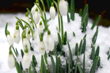 Kış mevsiminde beyaz karla kaplı bir grup kar tanesi İngiltere 'ye baharın geldiğini gösteriyor. Doğa kış mevsimlik çiçek arka planı.