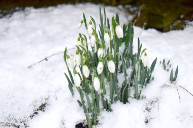 Güzel kar damlası tomurcukları kış mevsiminde beyaz karla kaplı, İngiltere 'ye ilkbaharın geldiğini gösteriyor. Doğa kış mevsimlik çiçek arka planı.