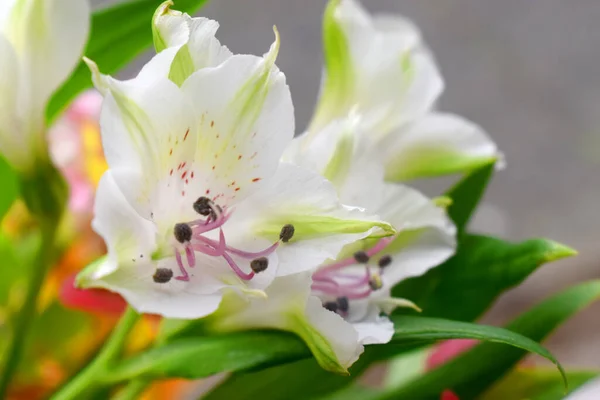 Piękna Lily Inków Lub Kwiatów Alstroemeria Pełnym Rozkwicie Naturalne Tło — Zdjęcie stockowe