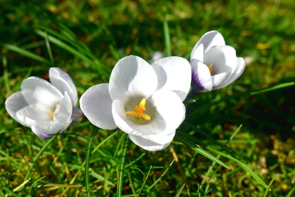 緑の草の上に白い花を咲かせます イギリスの春の庭で育つ美しい自然花 — ストック写真