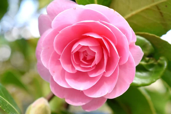 Yakın plan Pembe Kamelya çiçeği bokeh ve yeşil bulanık arka planda çiçek açıyor. Doğal bahar çiçekleri arka planı.