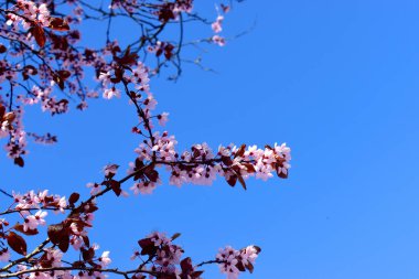 Mavi arka planda, ağaç dalında açan pembe kiraz çiçeği. Doğal bahar çiçekleri arka planı.