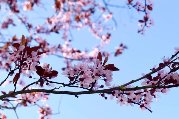 Flor Cereja Rosa Florescendo Galho Árvore Contra Fundo Céu Azul — Fotografia de Stock