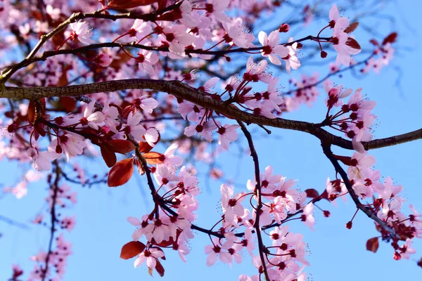 Flor Cereja Rosa Florescendo Galho Árvore Contra Fundo Céu Azul — Fotografia de Stock