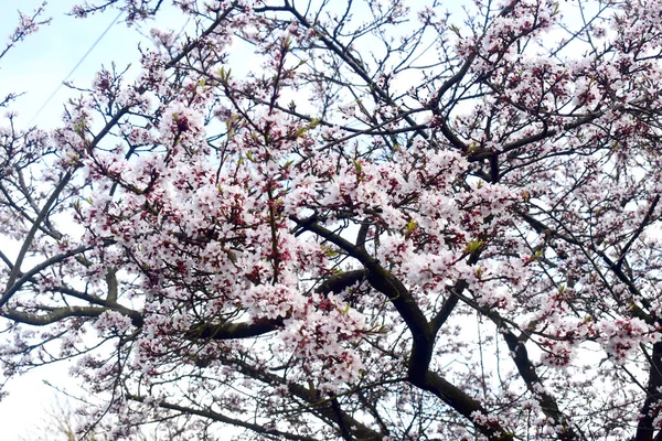 Plný Rám Třešňového Květu Plném Květu Větvičce Stromu Kvetoucí Bobule — Stock fotografie