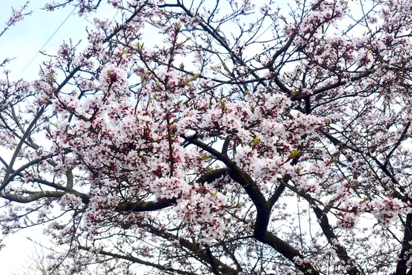 Cornice Piena Fiori Ciliegio Piena Fioritura Ramoscello Albero Frutti Bosco — Foto Stock