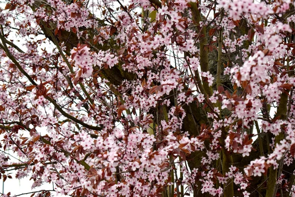Full frame of Pink Cherry Blossom in full bloom on tree twig. Flowering berry tree on spring season in England.