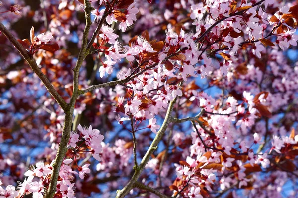 Moldura Completa Flor Cereja Branca Plena Floração Galho Árvore Contra — Fotografia de Stock