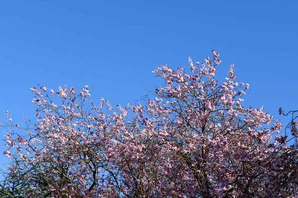 Cherry Blossoms Florescendo Galhos Árvore Céu Azul Dia Ensolarado Primavera — Fotografia de Stock