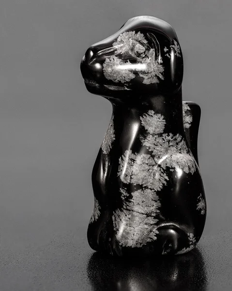 Sneeuwvlok obsidiaan hond — Stockfoto