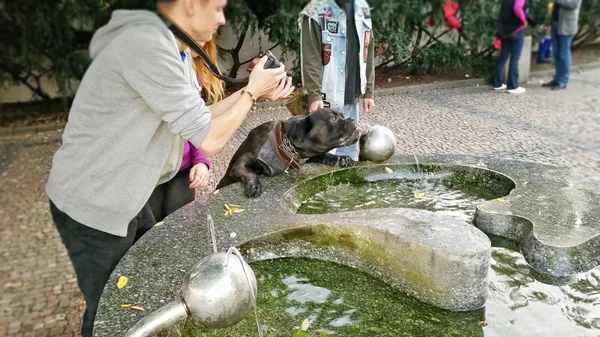 狗喝街头喷泉 — 图库照片