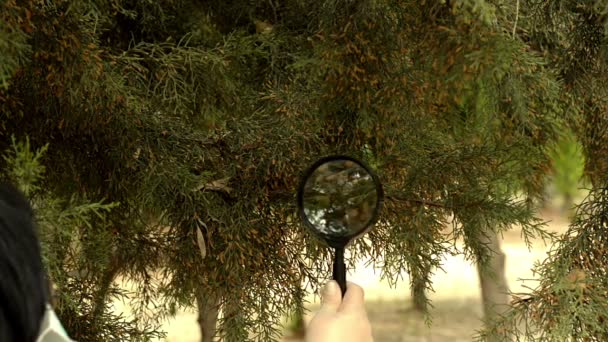 Вчений рослин перевіряє листя кедрового дерева — стокове відео