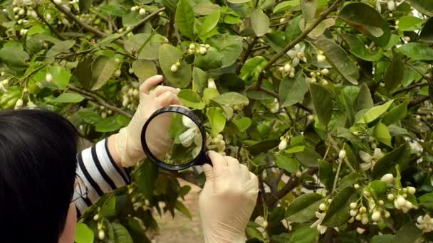 Pflanzenwissenschaftler überprüft Zitronenbaumblüten — Stockvideo