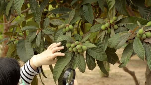 Cientista vegetal verificando frutos verdes loquat — Vídeo de Stock