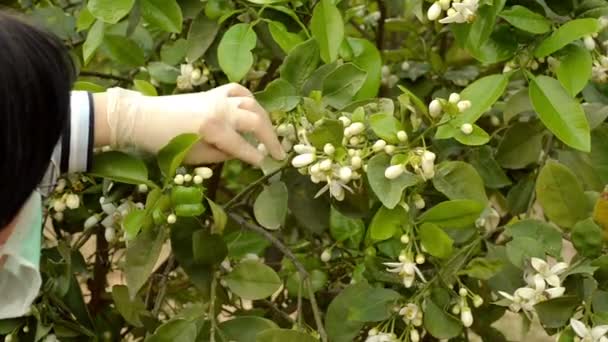 Pflanzenwissenschaftler überprüft Mandarinen-Orangenblüten — Stockvideo