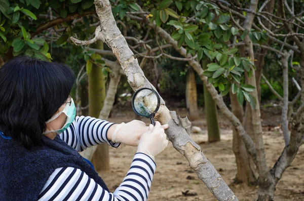 Botânico mascarado estudando tronco de figueira — Fotografia de Stock