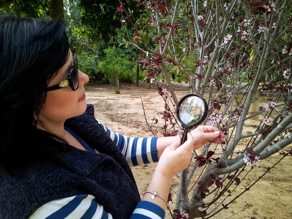 Phytologist kijken naar Cistena Plum bloeiende struik — Stockfoto