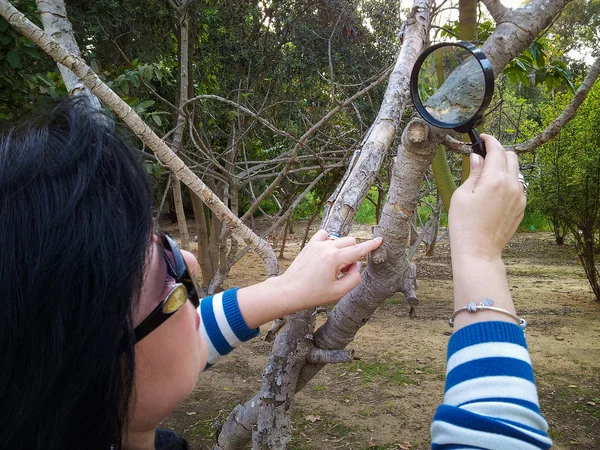 Pomologist kijken naar schors van vijgenboom — Stockfoto