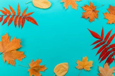 Yeşil arka planda güzel akçaağaç yaprakları ve balkabağı, sınır tasarımı. Klasik renk tonu - sonbahar yapraklarının sonbahar sezonu arkaplanındaki konsepti